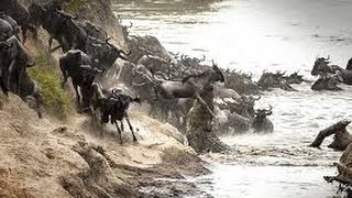 WILDEBEEST MIGRATION River Crossing and Crocodile Hunt