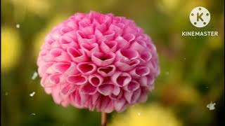 Menepi menetap - ( cover & lirik )