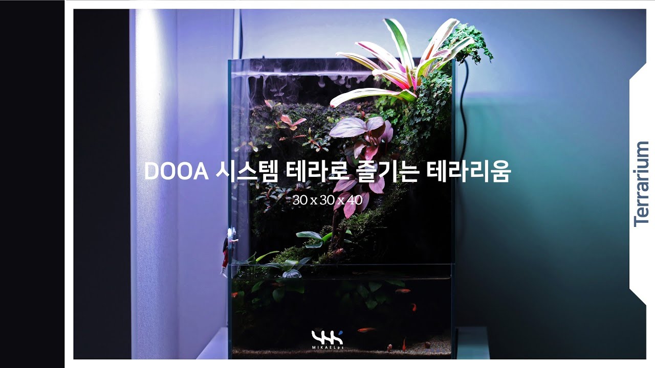 테라리움수조 1년 성장기 / vlog / DOOA 시스템테라30 / 코숏 / 아메숏 / 냥집사