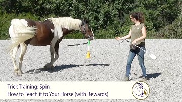 Trick Training: Spin (How to teach it to your horse using positive reinforcement)