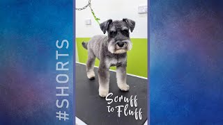 Scruff to Fluff: Miniature Schnauzer #shorts