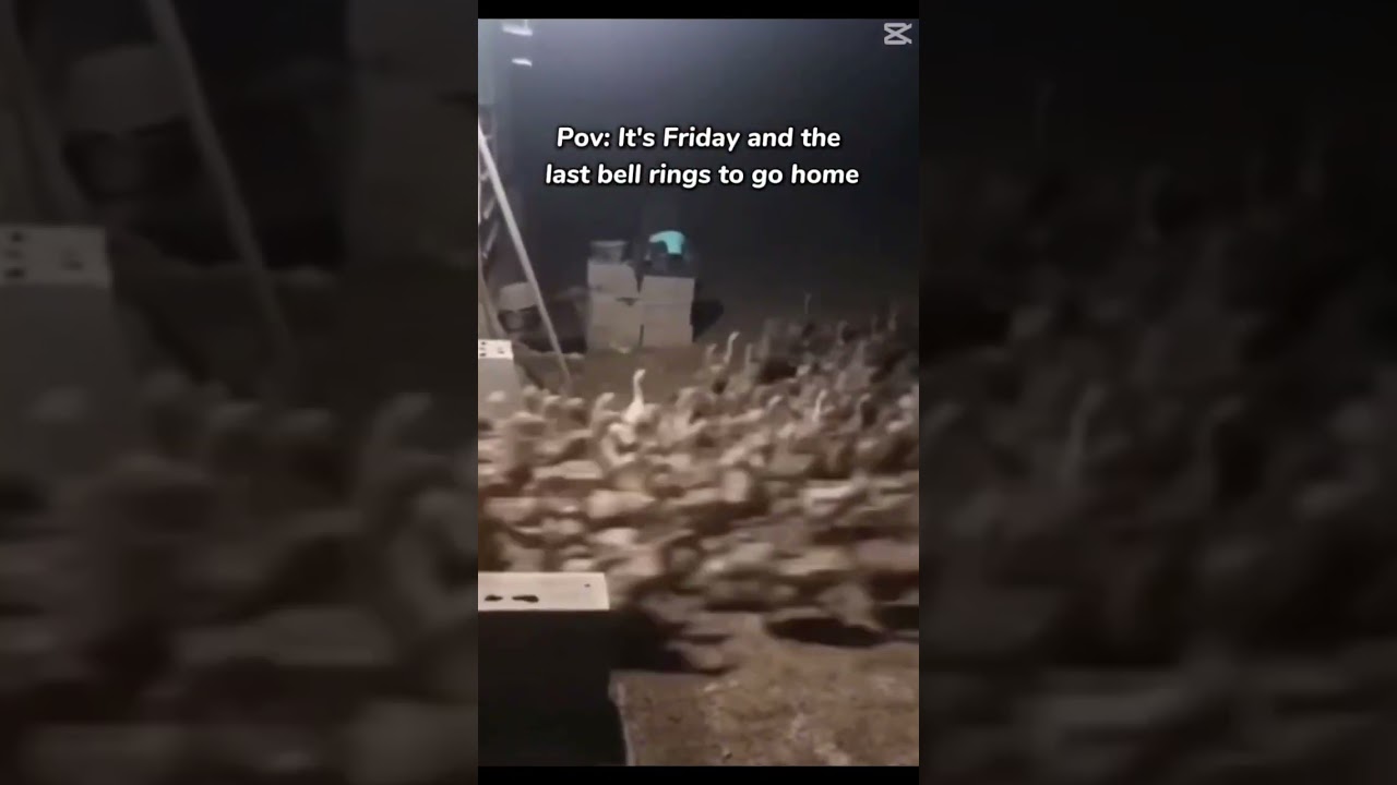 Going home on friday 