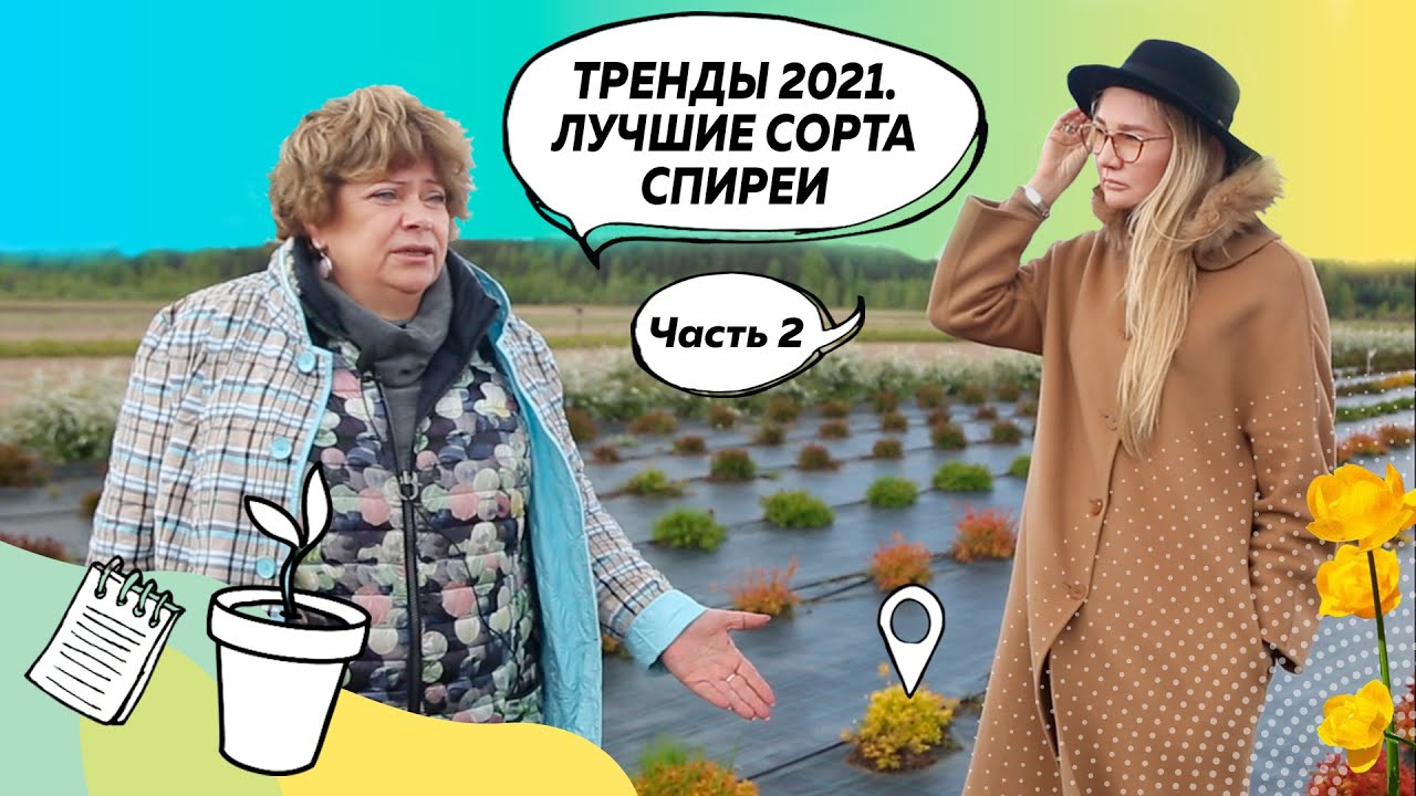 Декоративные кустарники | Спирея | Пузыреплодник | Береза нана@leskovo ...