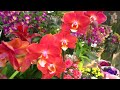 Орхидеи 💮 НОВОГОДНЯЯ СКАЗКА в ЦЦ Камелия 😊💮 Последняя поставка из Голландии и Дании...
