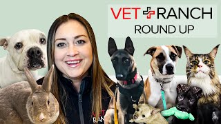 Vet Ranch RoundUp: Great Adoptions This Week! by Vet Ranch 17,853 views 1 year ago 24 minutes