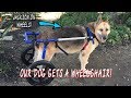 Our Dog Gets A Wheelchair!