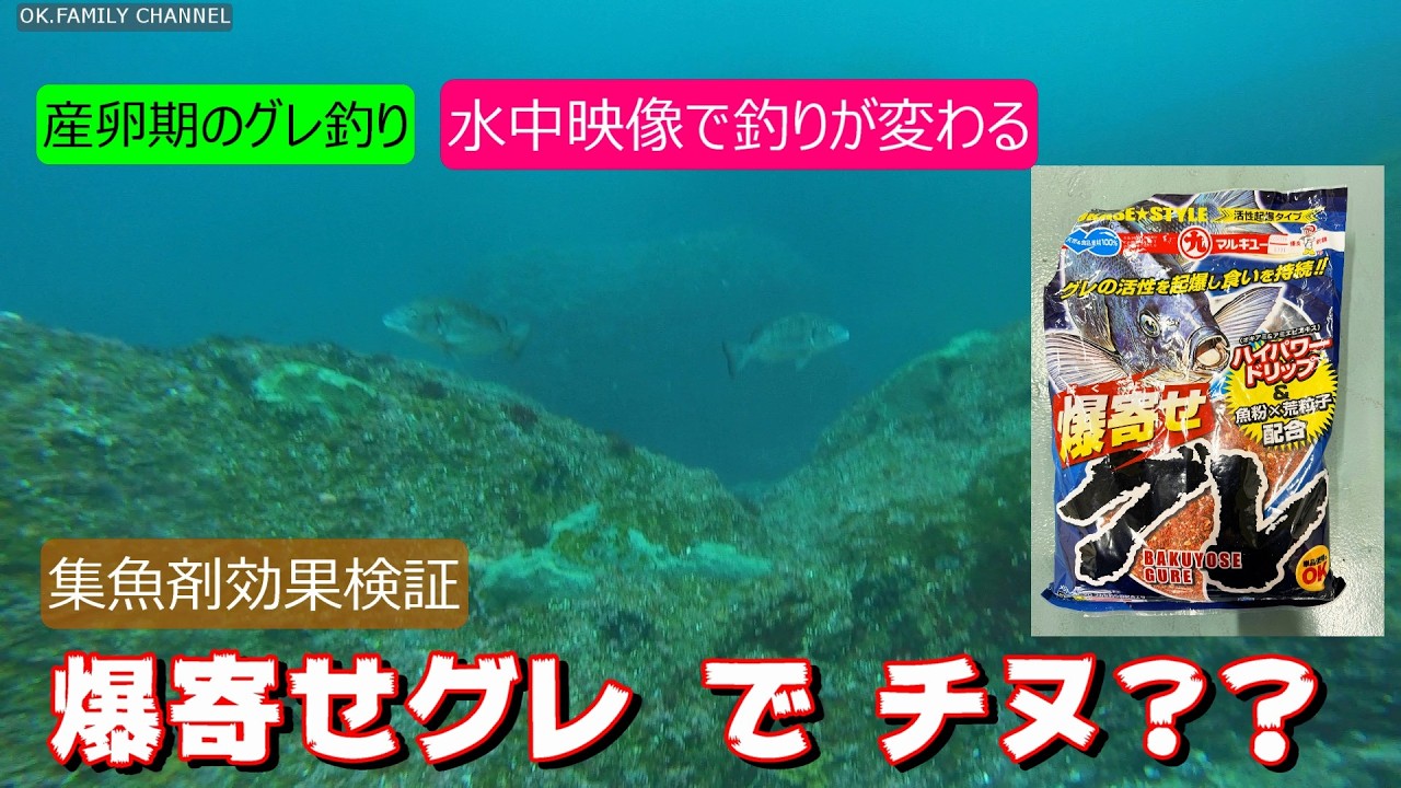 【グレ釣り】最新　産卵期のグレ釣り　集魚剤　爆寄せグレはグレを寄せることができるのか？水中映像で検証します　三重県方座浦の磯　定の赤島