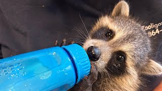 Kevin the raccoons cutest moments. #2023 #raccoon #animals #cute #boy #babyanimals #wildlife #kevin