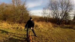 Amir Ginger Dogs Eruption 18 months Hard MUZZLE attack TRAINING