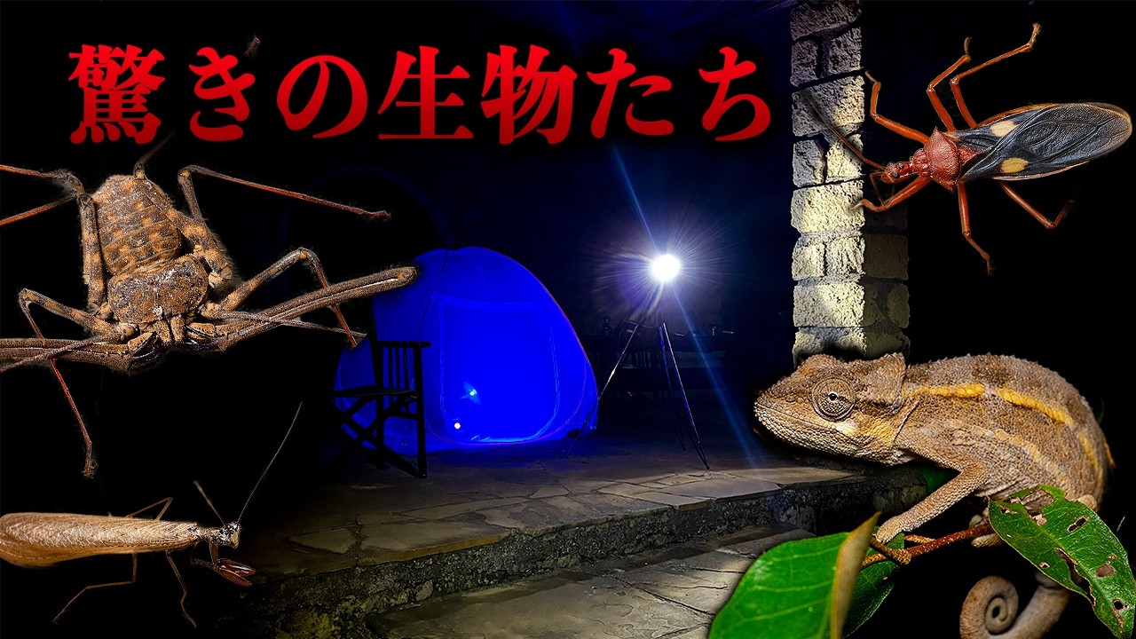 Light trapping in the Kenyan savanna at night - YouTube
