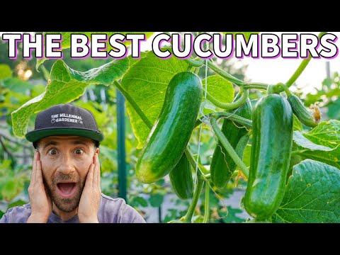 Video: De beste komkommersoorten voor Siberië. Komkommerzaden voor Siberië