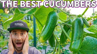 These Are The BEST CUCUMBERS I