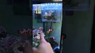 Best Fish Acclimation Container