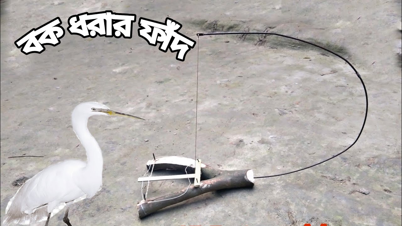 bok dhorar fad.unic bird trap.বক পাখির অসাধারণ ফাঁদ।