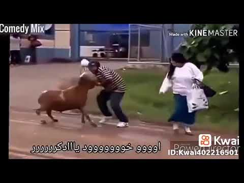 فديو مضحك خروف ينطح العجوز