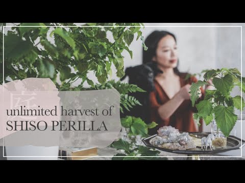 Video: Groeiende Perilla