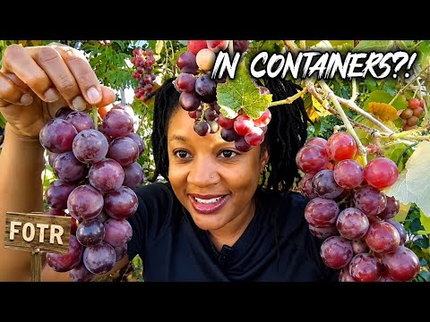 Growing All Our Vegetables And Fruits In Containers/MASSIVE HARVEST