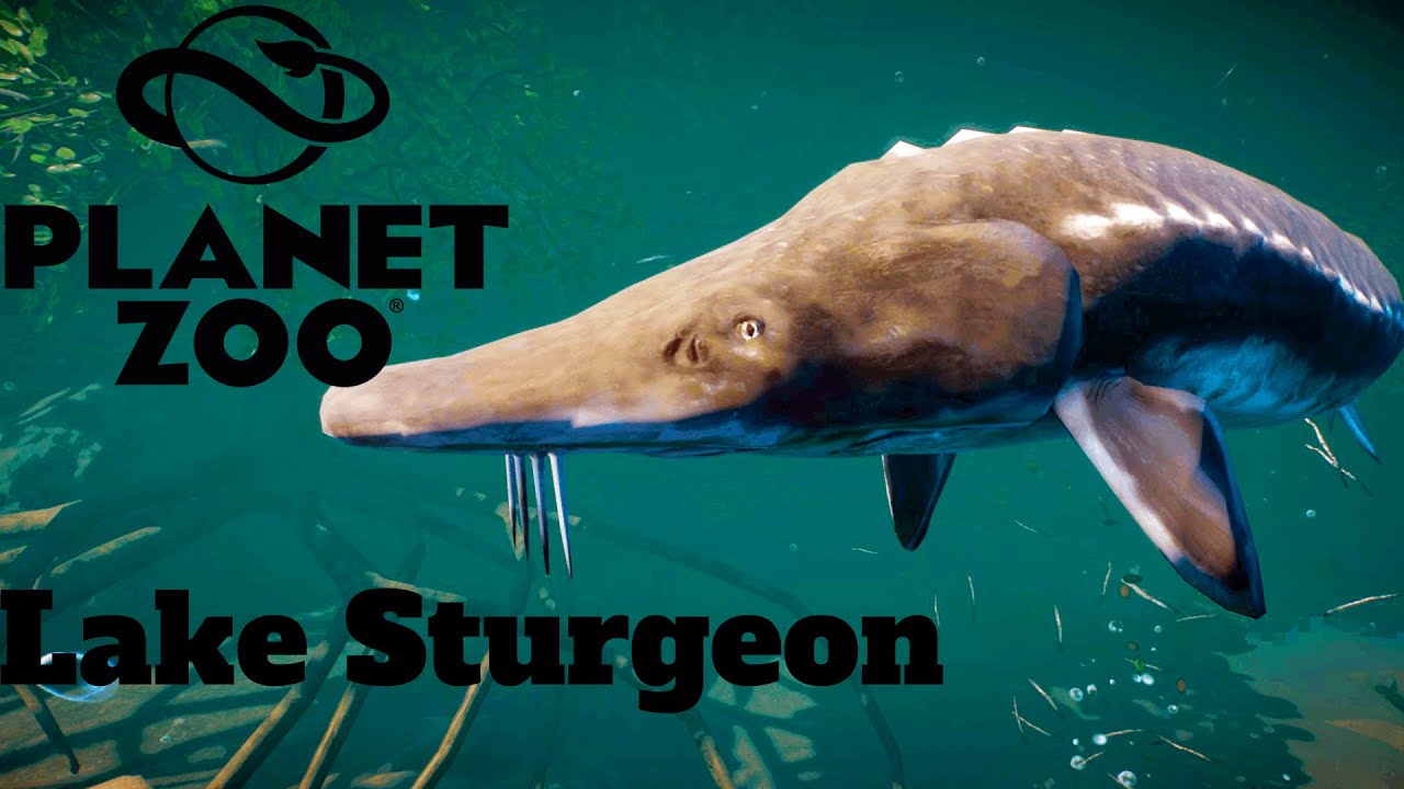 Lake Sturgeon Habitat Zoo Modded Speed Build YouTube