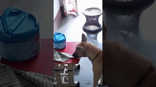 #shorts #ytshorts #leo #dbrownmixstudio #dog #cutedog