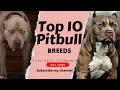 Top 10 World Best Pitbull Dogs Breeds 🐕  Full Video 2022 @Pure_pets_islamabad