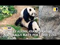 Giant pandas in Hong Kong mate naturally for the first time in a decade