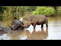 Trailer  african wildlife