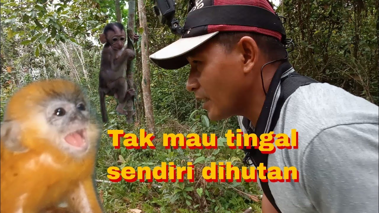 Tidak tega meninggalkan anak monyet ini dihutan