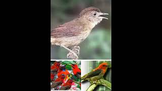 Download Lagu Mp3 Pikat burung sepah raja vs Flamboyan+kemade buat burung bandel dan susah turun dijamin ampuh  MP3