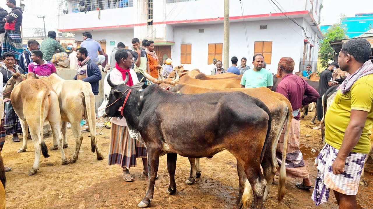 ৫/৩/২৫/বর্ডার এলাকার হাট থেকে শুকনো হাড্ডি ষাঁড় ও খামারের উপযোগী বলদ গরু কিনুন কম দামে।