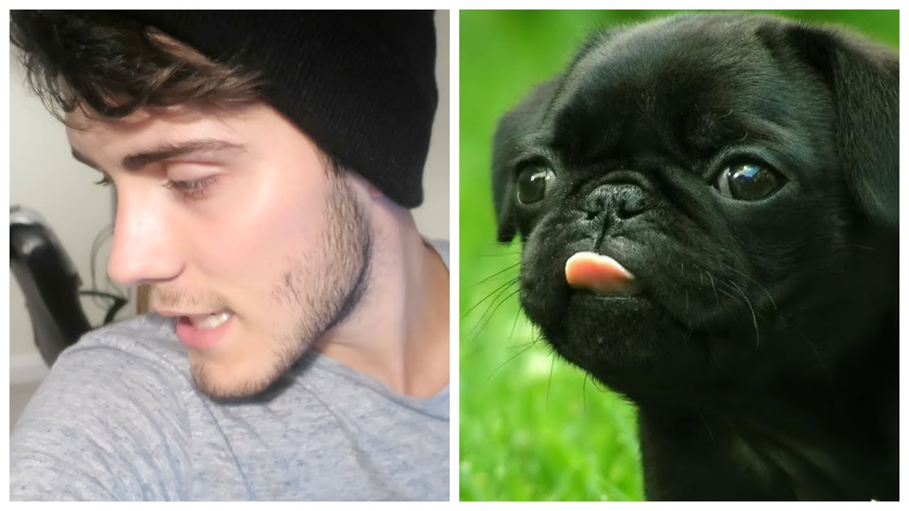 Getting A Pug!? - YouTube