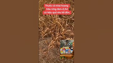 Lựa chọn hàng đầu về quản lý cỏ dại mùa mưa a#bvtv #vtnn #fypyoutube