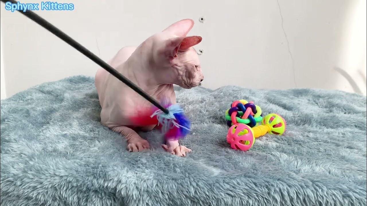 Angry hairless cat doesn't play with owner YouTube