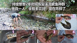 持续整整2年 独自一人恢复溪流鳜鱼种群 全程多坎坷 现在咋样了