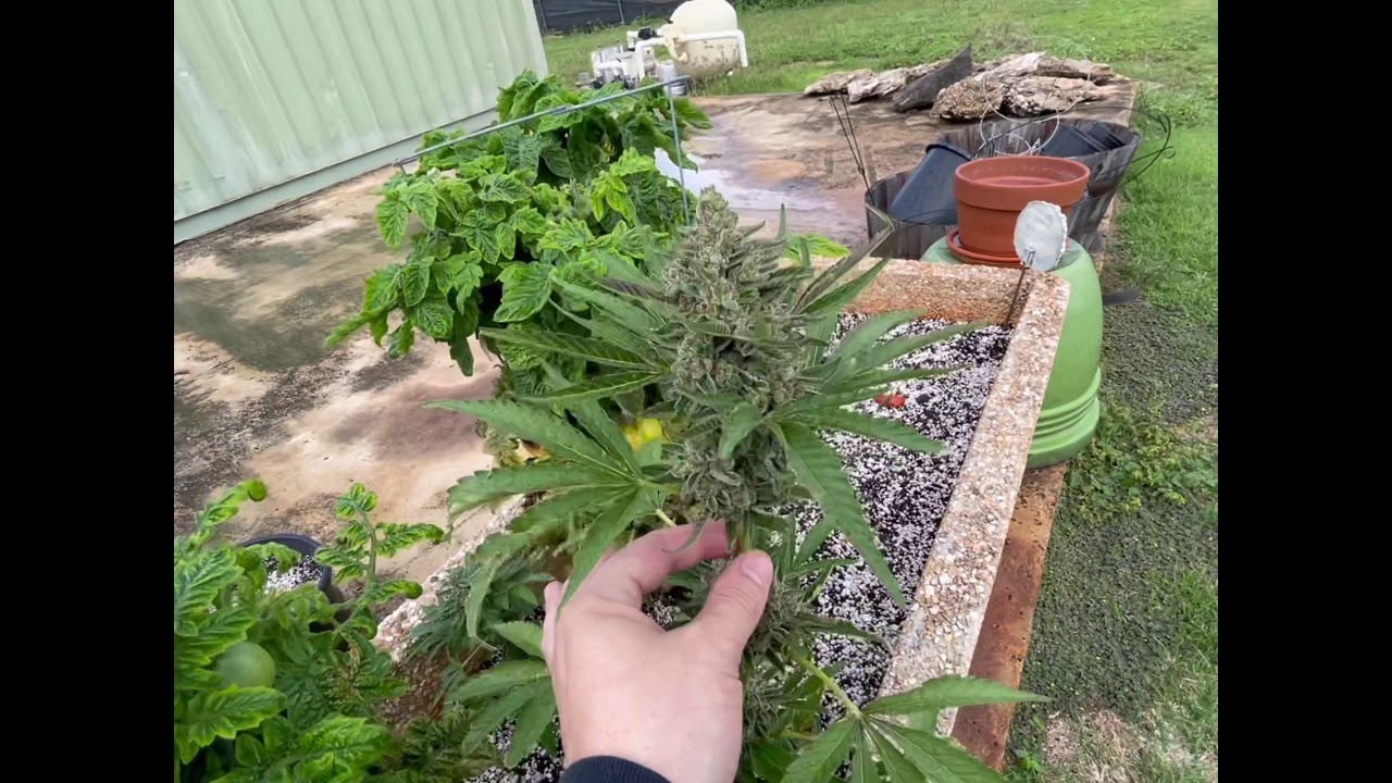 Lemon tree S1 veg -Grape punch bud rot & some kush mints  Oahu growers  how’z it ?