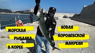 Огромная Королевская Макрель, рыбалка в Корее.