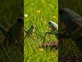 Why She EATS Him After Mating (Brutal)😱. #insects #grasshopper #animalfacts #facts #shorts #wildlife