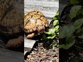 トウブハコガメの好物とは？