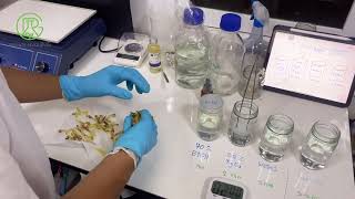 EP1: Plant tissue culture: Finger root sterilization (First attempt)