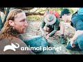 Equipe busca o predador de tartarugas fora do mar | Lendas Da Natureza | Animal Planet Brasil