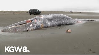 Three more dead gray whales wash up on Washington coast, bringing total to 30