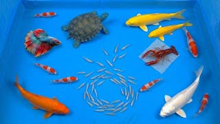 Lepas ikan, ikan koi, ikan mas, ikan koki, ikan hias, ikan lele, ikan channa, ikan cupang, kura kura