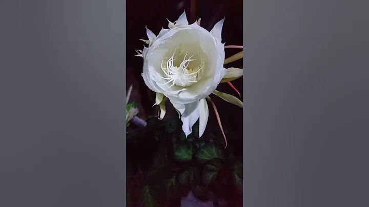 queen of the night rose