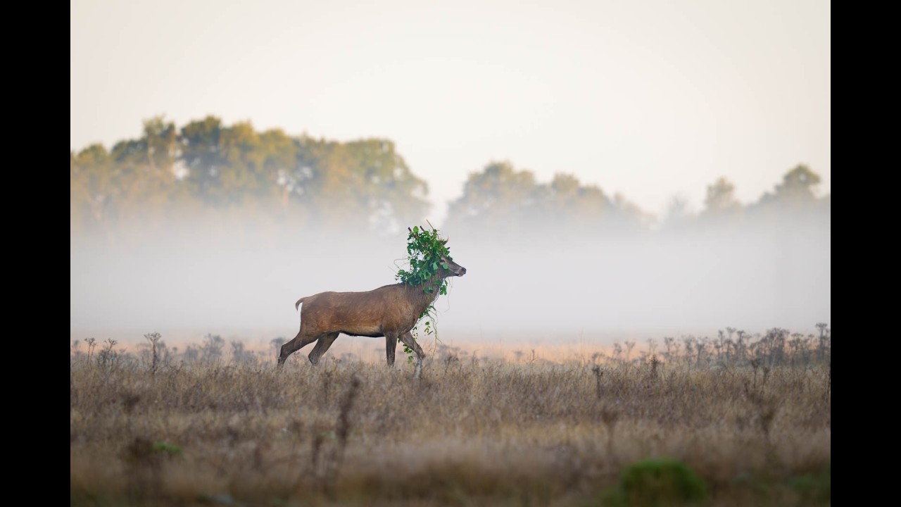 Magical Morning with Red Deer wearing a Green Crown