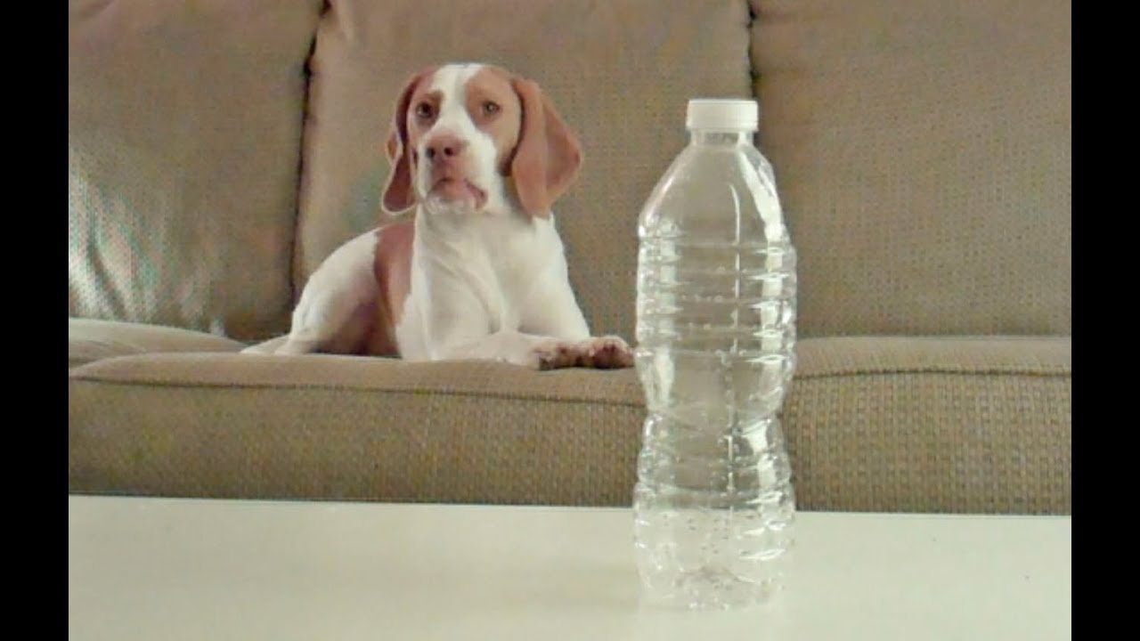 Dog Loves Water Bottles: Cute Dog Maymo watershed