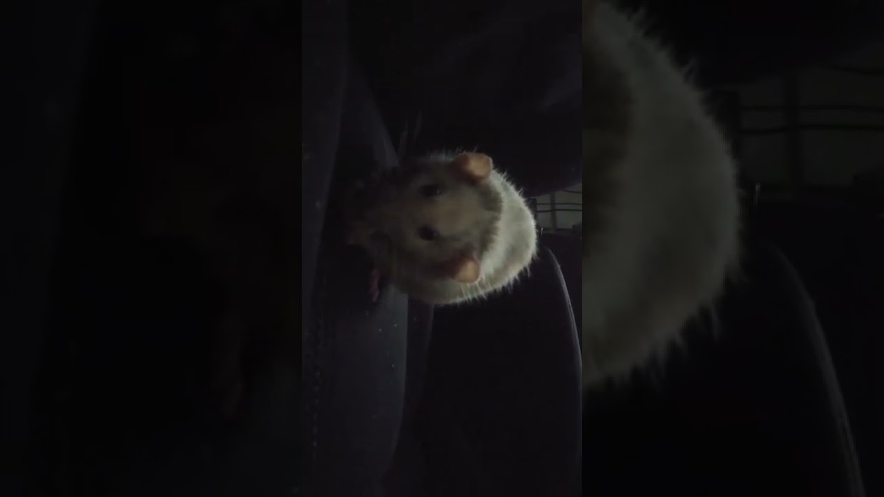 Saline eating a rat safe donut