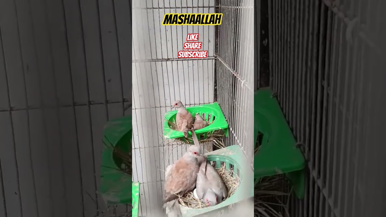 Diamond Doves | Red Pied Doves | Crested Dove♥️ 