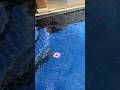 Donut can’t swim
