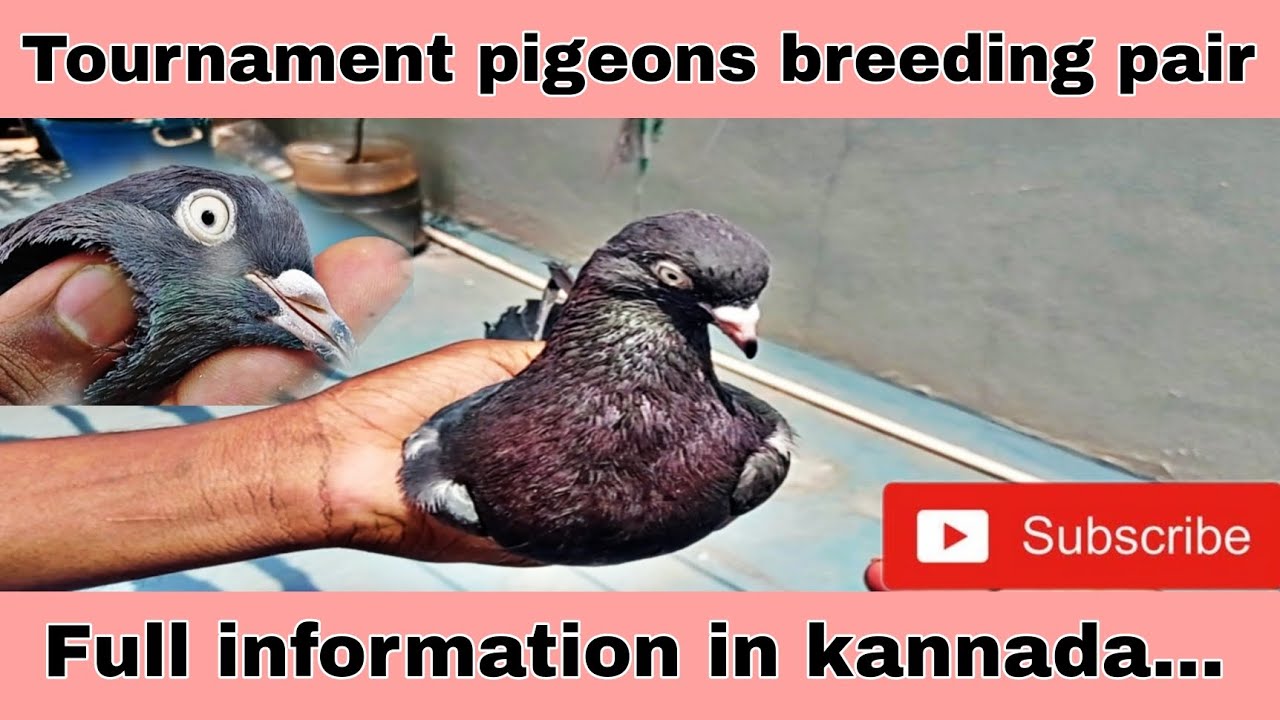 Bangalore tumbler pigeons racing full information in kannada,,... YouTube
