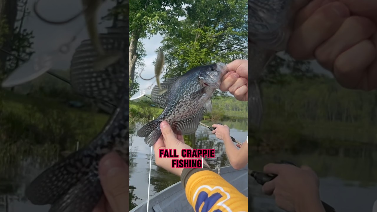 Ловля краппи осенью — советы! 