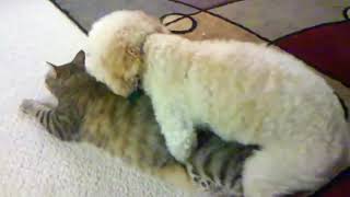 Dog Humps Cat and Cat Loves It